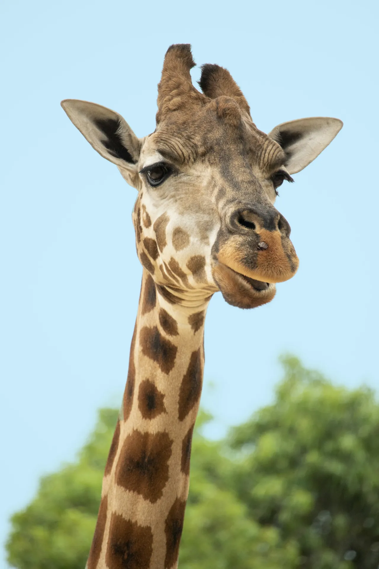 Giraffe in the Tanzanian savannah