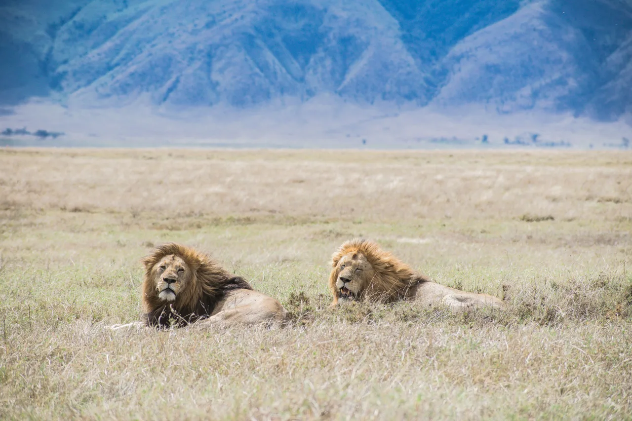 Ngorongoro Crater landscape