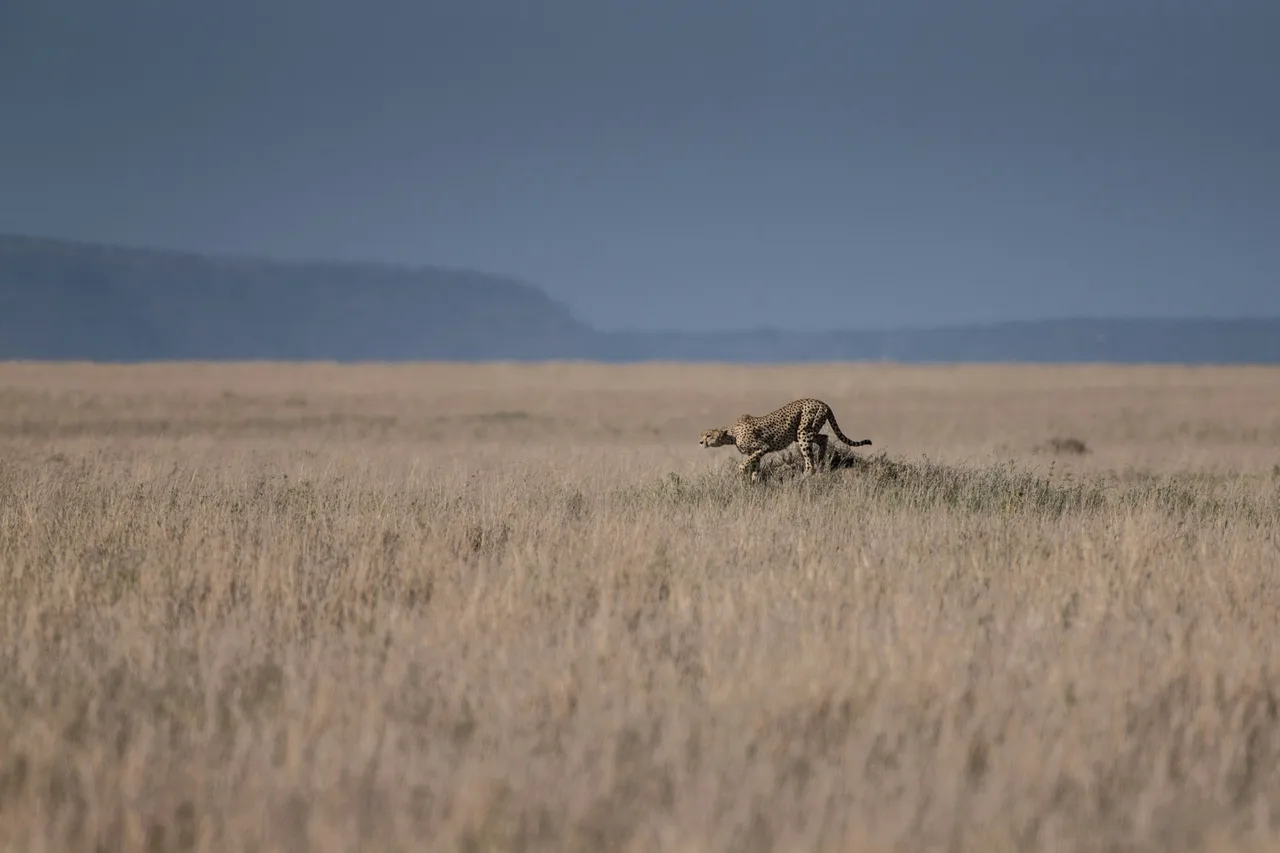 Cheetah in the Tanzanian grassland
