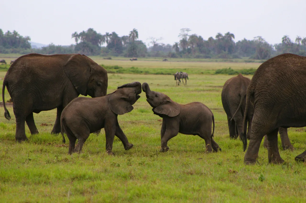 Elephants in the Tanzanian safari landscape