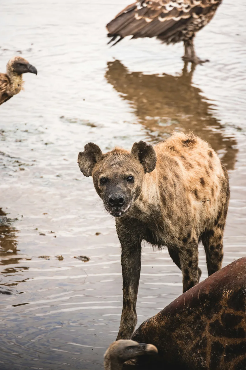 Hyena in the Serengeti