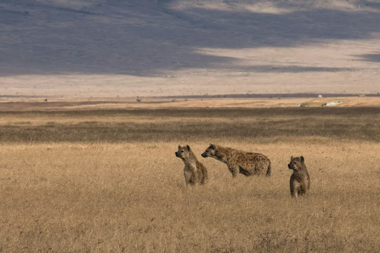 Hyena in the Serengeti