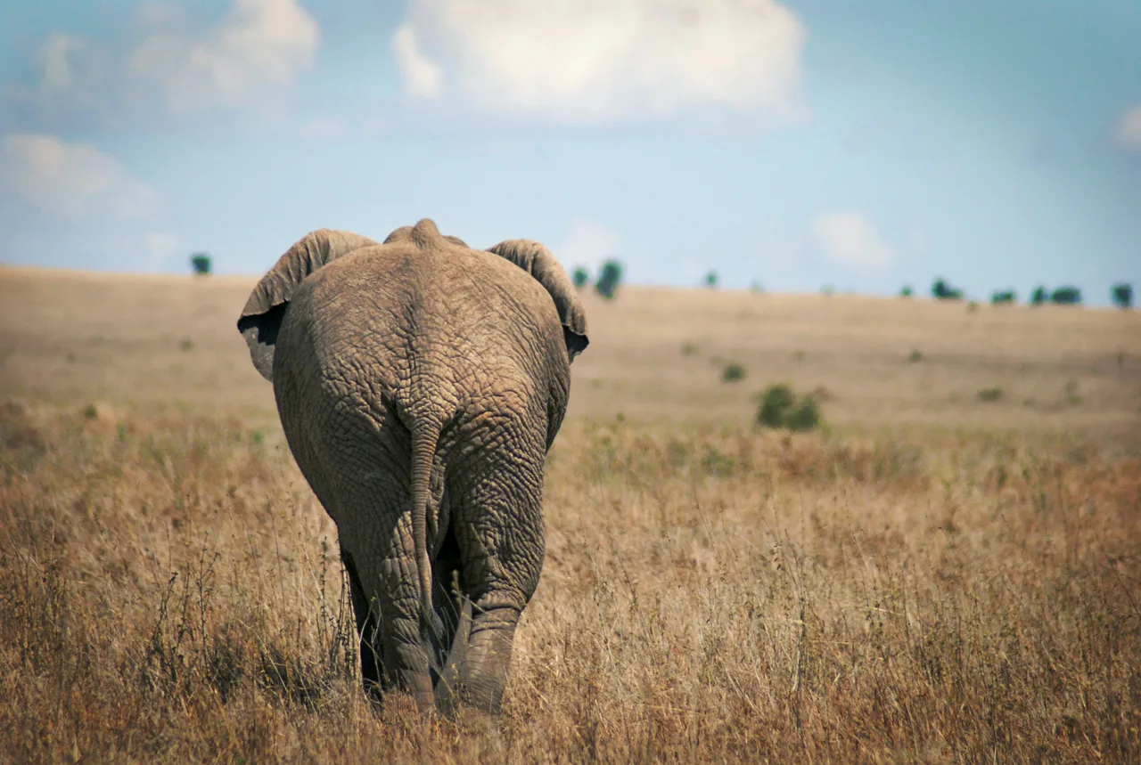 Elephants in the Tanzanian safari landscape