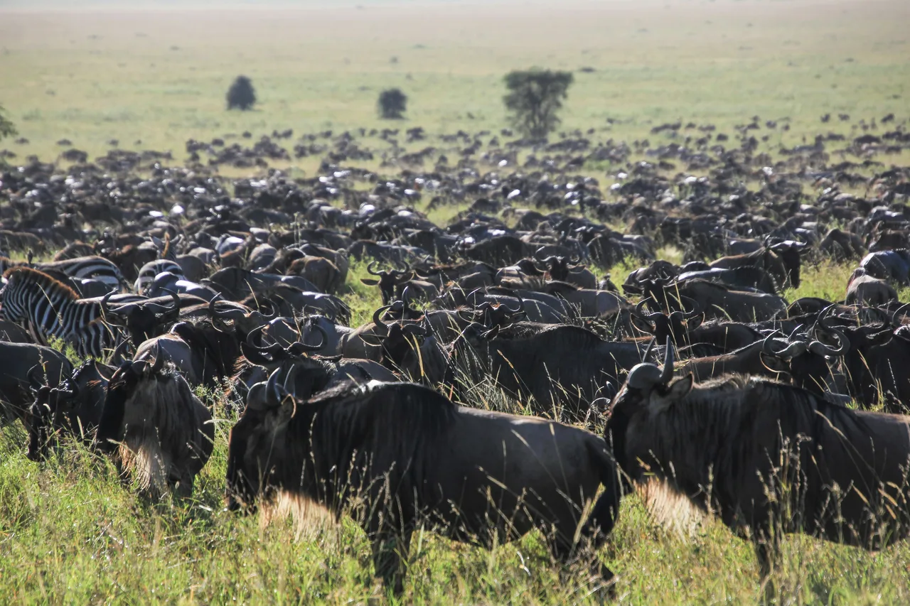 Serengeti wildlife and landscape