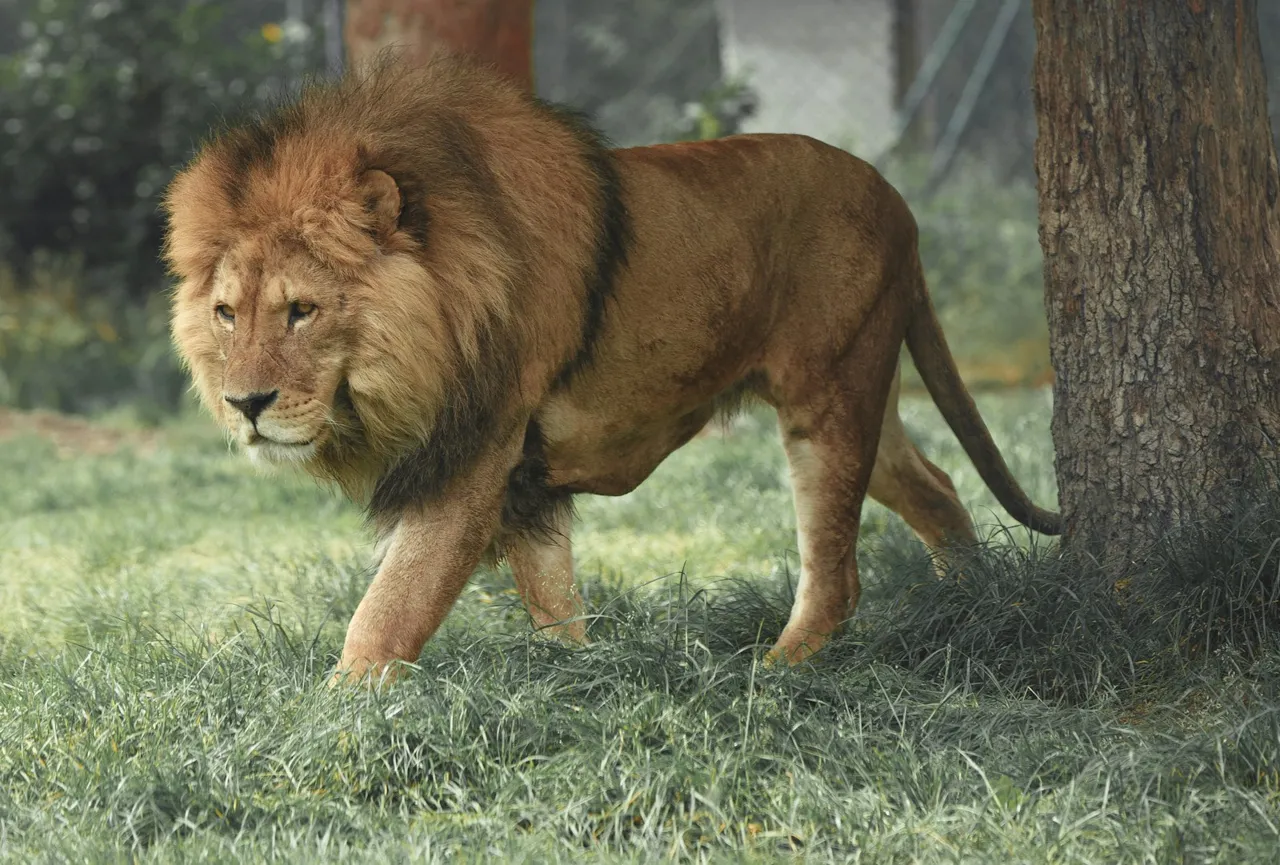 Lion walking through grass beside a tree