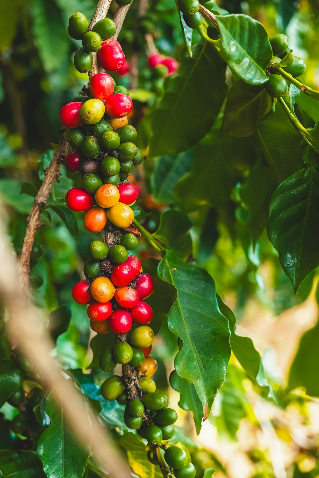 Coffee cherries ripening on a coffee plant