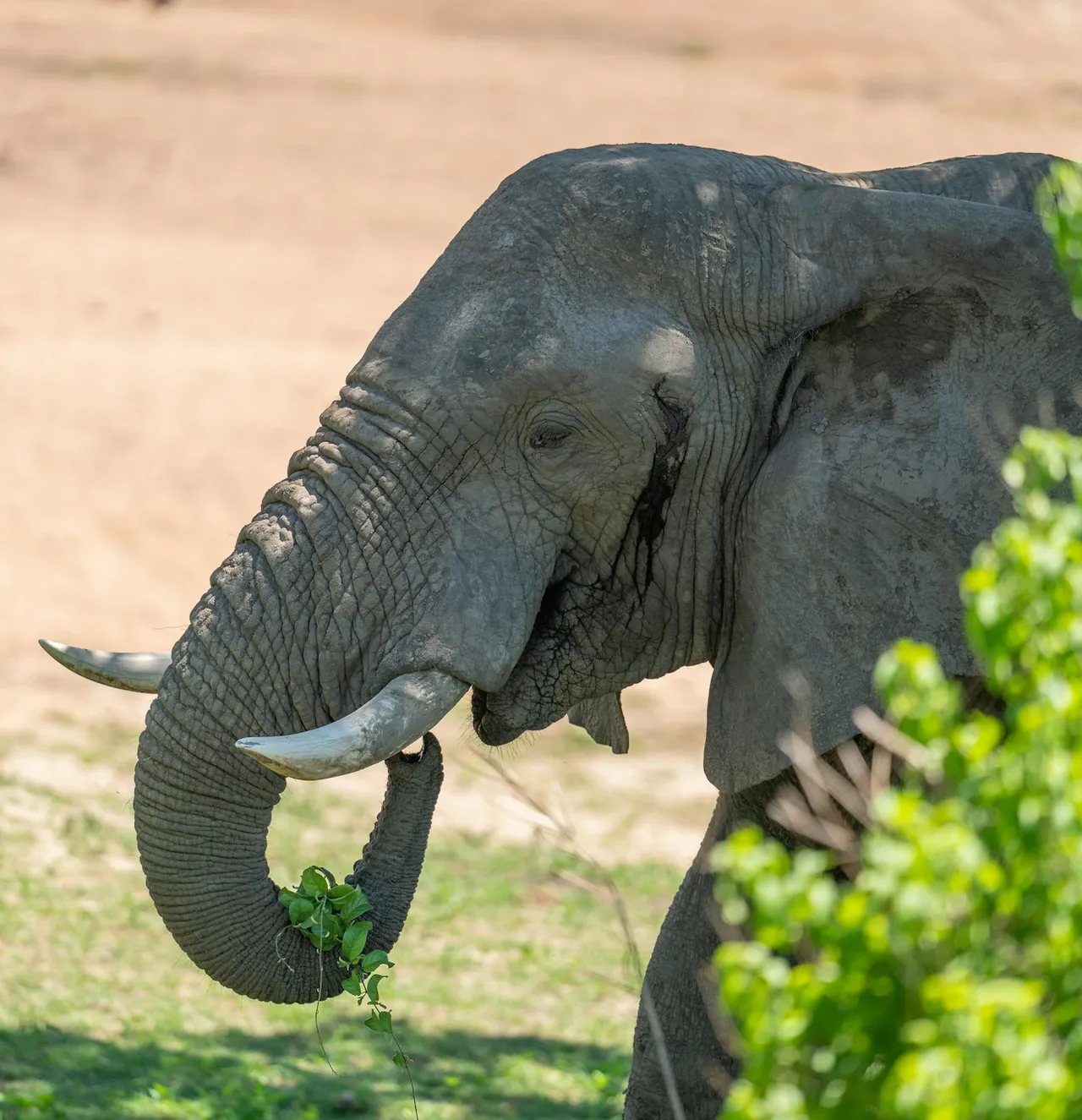 Elephant in Ruaha, Tanzania