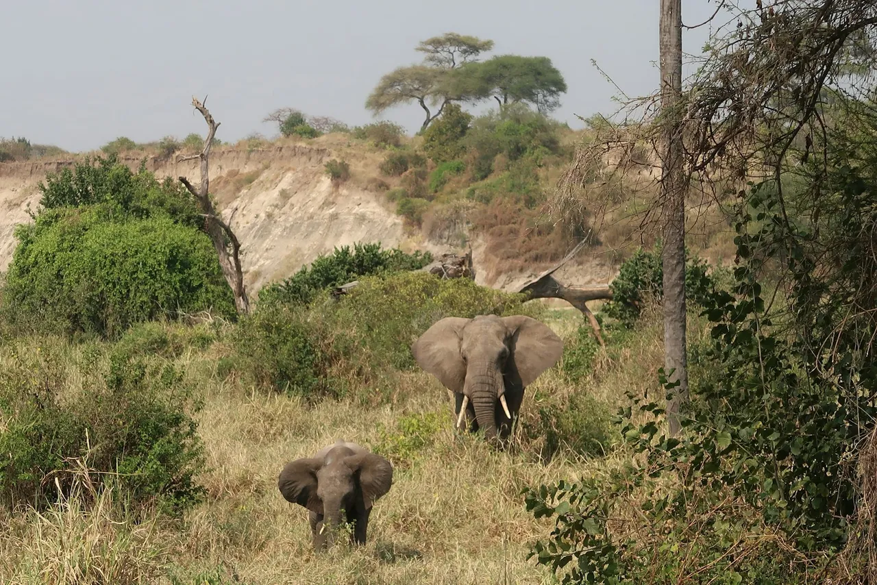 Elephants in green Tarangire grassland