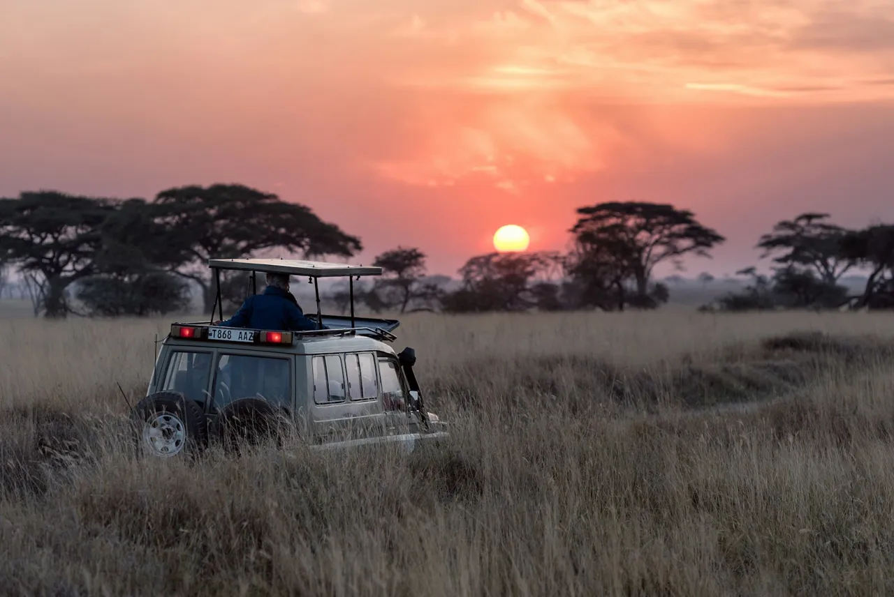 Safari vehicle among acacias at sunset