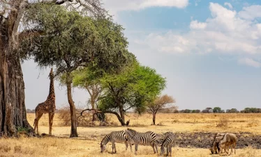 9-Day Migration Tanzania Safari
