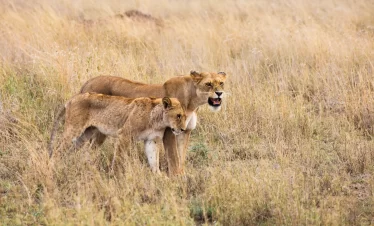 7 Day Tanzania Private Big Five Safari