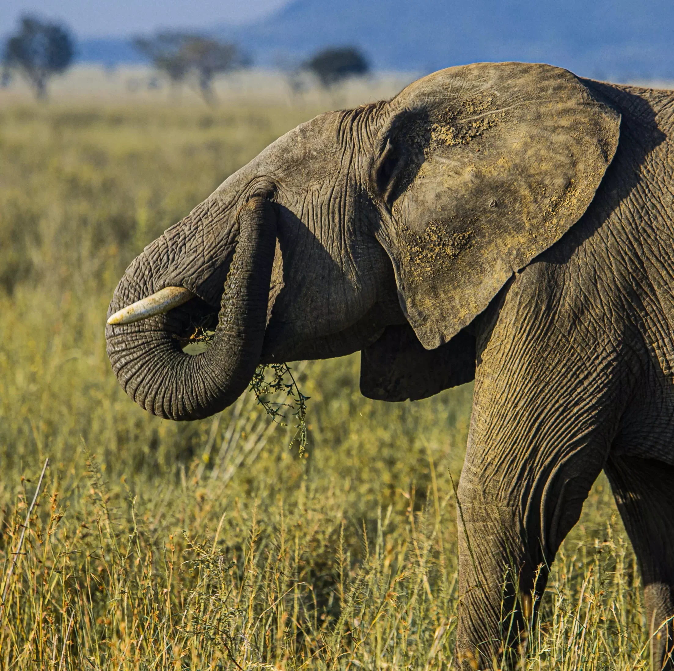 31 tanzania safaris scaled e1778316474817